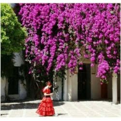 Nasiona Róża pnąca fiolet szt.5 Nxx98