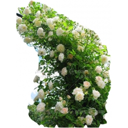 Nasiona Róża pnąca biała szt.5 N212