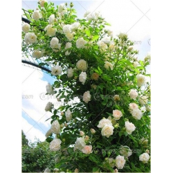 Nasiona Róża pnąca biała szt.5 Nxx212