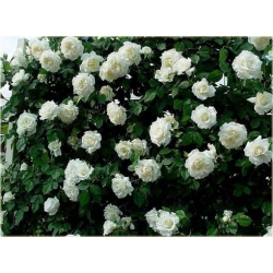Nasiona Róża pnąca biała szt.5 Nxx212