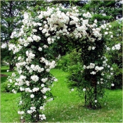 Nasiona Róża pnąca biała szt.5 Nxx212