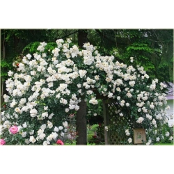 Nasiona Róża pnąca biała szt.5 Nxx212