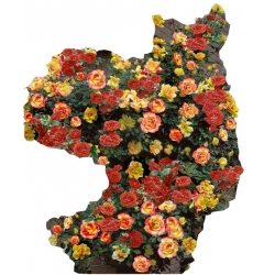 Nasiona Róża pnąca czerwono-żółta szt.5 N211