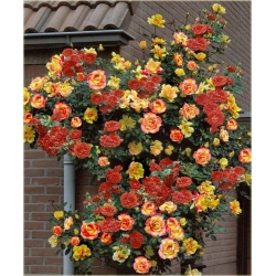 Nasiona Róża pnąca czerw-żółta szt.5 Nxx211