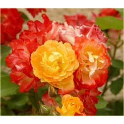 Nasiona Róża pnąca czerw-żółta szt.5 Nxx211