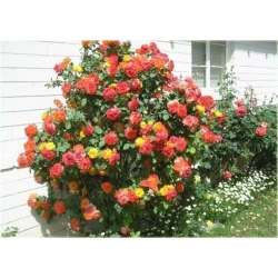 Nasiona Róża pnąca czerw-żółta szt.5 Nxx211