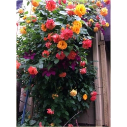 Nasiona Róża pnąca czerw-żółta szt.5 Nxx211