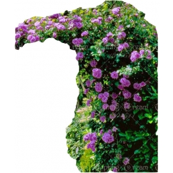 Nasiona Róża pnąca lila róż szt.5 N209