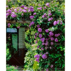 Nasiona Róża pnąca lila róż szt.5 Nxx209