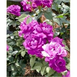Nasiona Róża pnąca lila róż szt.5 Nxx209