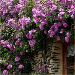 Nasiona Róża pnąca lila róż szt.5 Nxx209