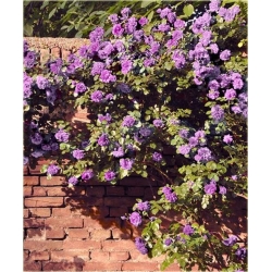 Nasiona Róża pnąca lila róż szt.5 Nxx209