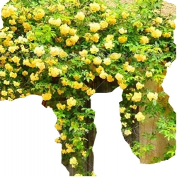 Nasiona Róża pnąca żółta szt.5 N210