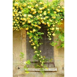 Nasiona Róża pnąca żółta szt.5 Nxx210