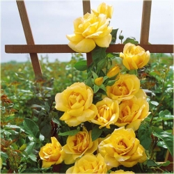 Nasiona Róża pnąca żółta szt.5 Nxx210