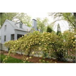 Nasiona Róża pnąca żółta szt.5 Nxx210