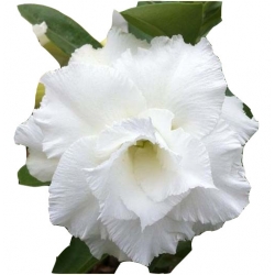 Nasiona Róża pustynna biała szt 2 N221