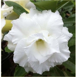 Nasiona Róża pustynna biała szt 2 Nxx221