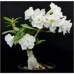 Nasiona Róża pustynna biała szt 2 Nxx221