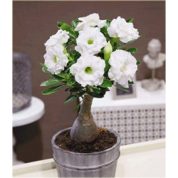 Nasiona Róża pustynna biała szt 2 Nxx221