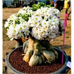 Nasiona Róża pustynna biała szt 2 Nxx221