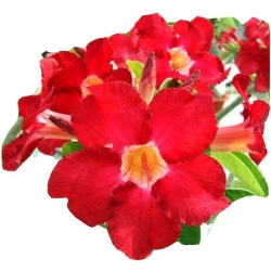 Nasiona Róża pustynna czerwona szt.2 N216