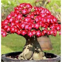 Nasiona Róża pustynna czerwona szt.2 Nxx216