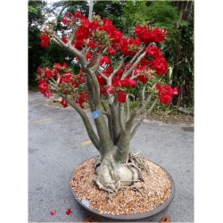 Nasiona Róża pustynna czerwona szt.2 Nxx216