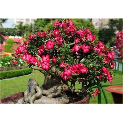 Nasiona Róża pustynna czerwona szt.2 Nxx216