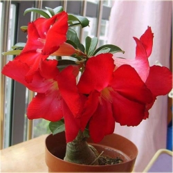 Nasiona Róża pustynna czerwona szt.2 Nxx216