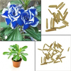 Nasiona Róża pustynna nieb-biała szt.2 Nxx218