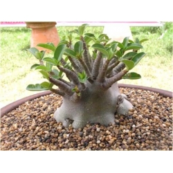 Nasiona Róża pustynna nieb-biała szt.2 Nxx218