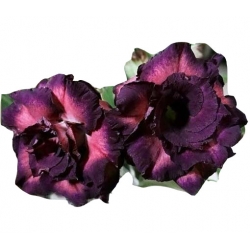 Nasiona Róża pustynna purpurowa szt.2 N219