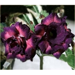 Nasiona Róża pustynna purpura szt.2 Nxx219