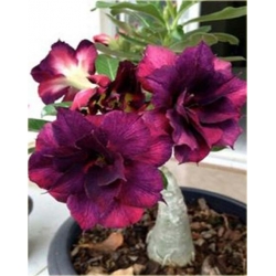 Nasiona Róża pustynna purpura szt.2 Nxx219