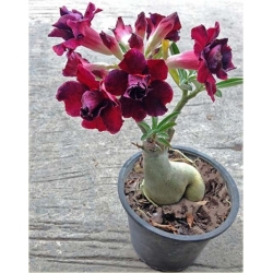 Nasiona Róża pustynna purpura szt.2 Nxx219