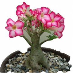 Nasiona Róża pustynna różowo-amarantowa szt.2 N220