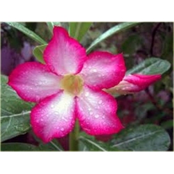 Nasiona Róża pustynna róż szt.2 Nxx220