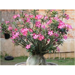 Nasiona Róża pustynna róż szt.2 Nxx220