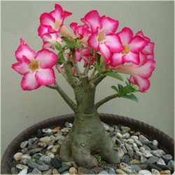 Nasiona Róża pustynna róż szt.2 Nxx220