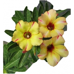 Nasiona Róża pustynna żółta w czerwone paski szt.2 N217