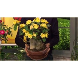 Nasiona Róża pustynna żółta szt.2 Nxx217