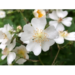 nasiona Róża wielkokwiatowa Rosa multiflora szt5 Fore224