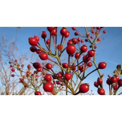 nasiona Róża wielkokwiatowa Rosa multiflora szt5 Fore224