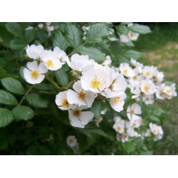 nasiona Róża wielkokwiatowa Rosa multiflora szt5 Fore224