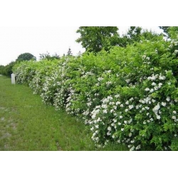 nasiona Róża wielkokwiatowa Rosa multiflora szt5 Fore224