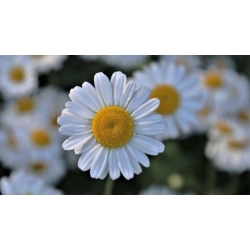 Nasiona Rumianek leczniczy Matricaria szt. 10 Nxx701