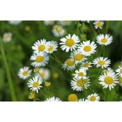 Nasiona Rumianek leczniczy Matricaria szt. 10 Nxx701