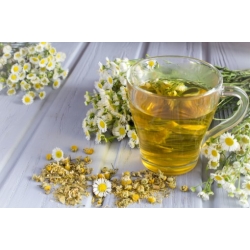 Nasiona Rumianek leczniczy Matricaria szt. 10 Nxx701