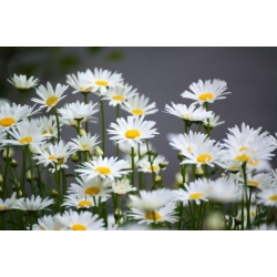 Nasiona Rumianek leczniczy Matricaria szt. 10 Nxx701